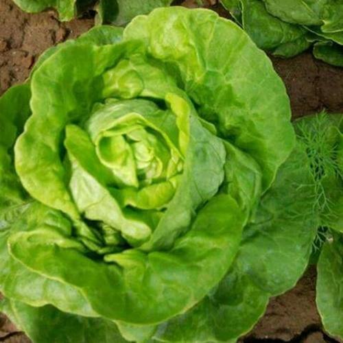 Hạt Giống Rau Xà Lách Cuộn Trắng. Túi 0,2 gram - Năng Xuất Cao - Bổ Dưỡng - Giá Khuyến Mại.