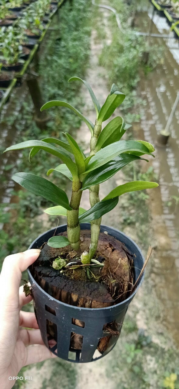 Dendro Damari 3 lưỡi hoa thơm - dòng dendro thân có lông độc đáo