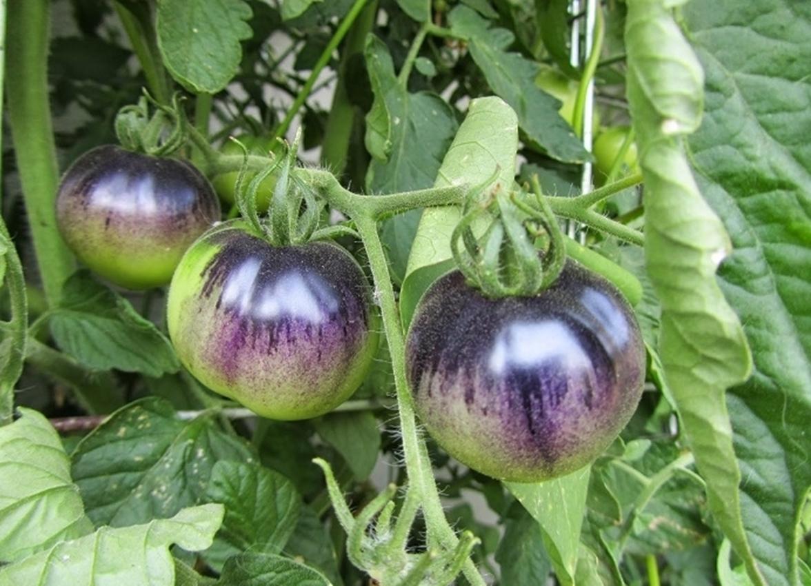 20 Hạt giống Cà chua tím - Giống sai quả