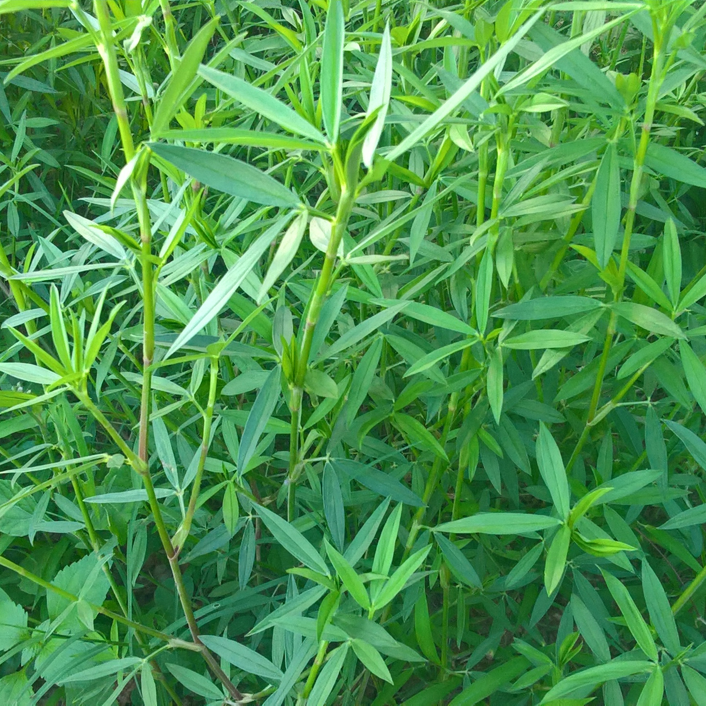 Hạt Giống Cỏ Stylo – Dinh Dưỡng Cao