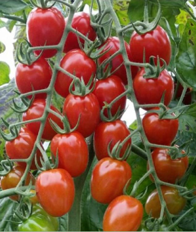 Hạt giống cà chua bi dây quả đỏ - ( 30 hạt/gói )