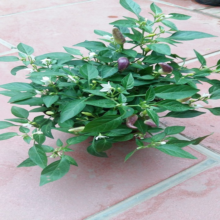 CHẬU CÂY ỚT NGŨ SẮC QUẢ SIÊU ĐẸP