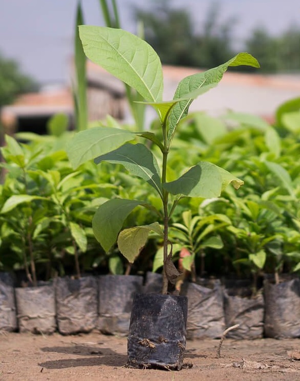 Giống Cây Giá Tỵ