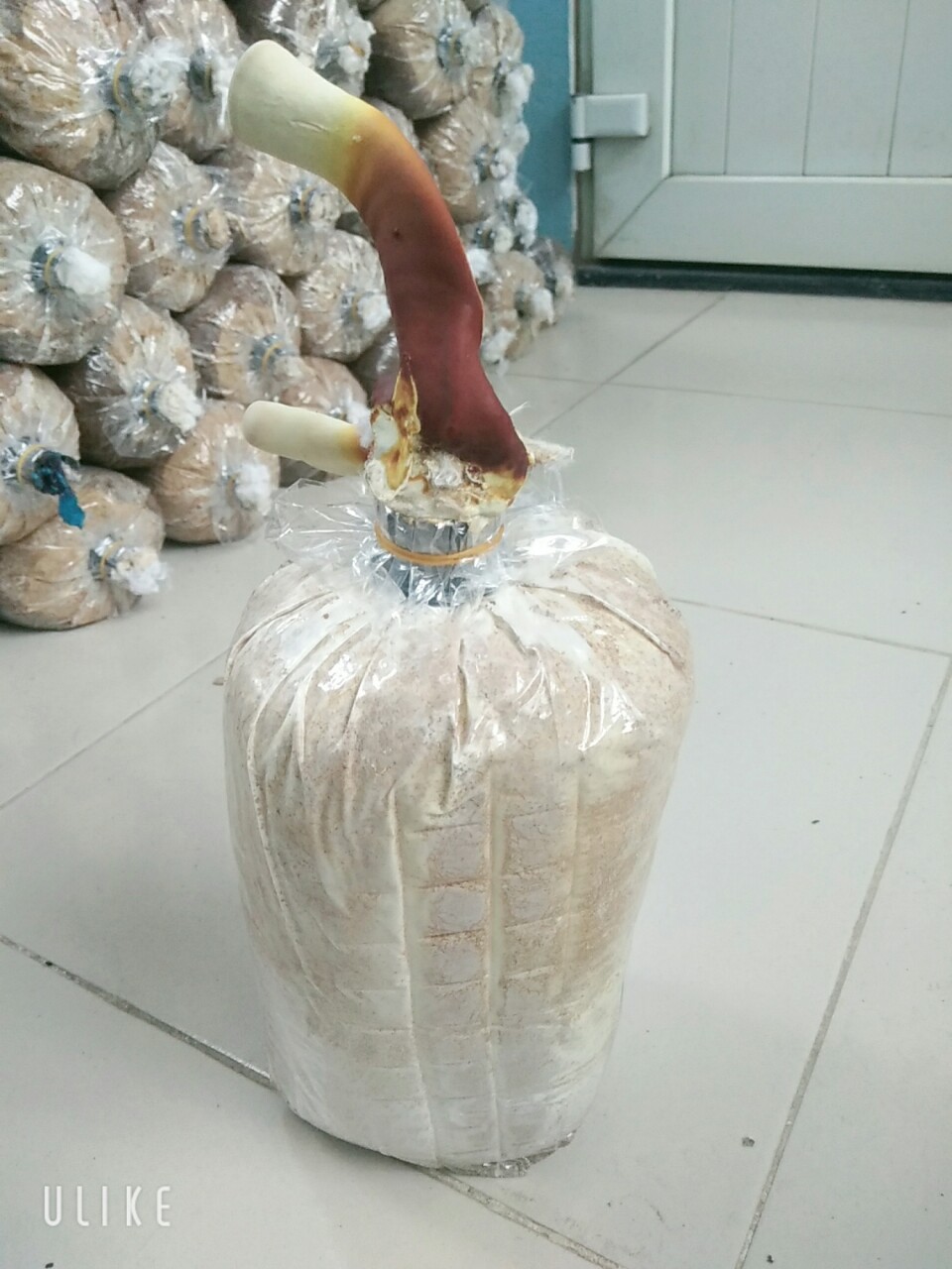 Phôi nấm linh chi đỏ