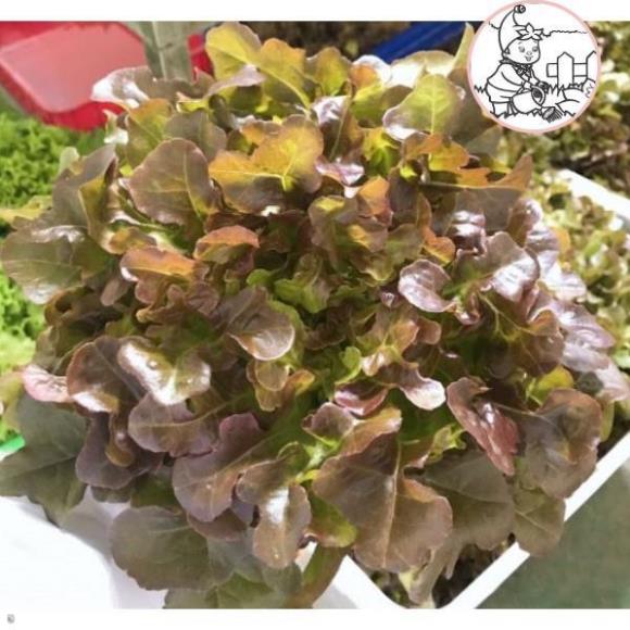 HẠT XÀ LÁCH SỒI ĐỎ OAKLEAF - GÓI 2 GRAM