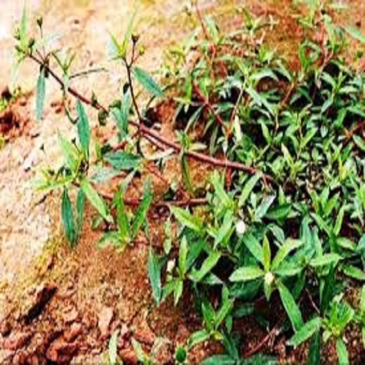 Chậu cây cỏ mực