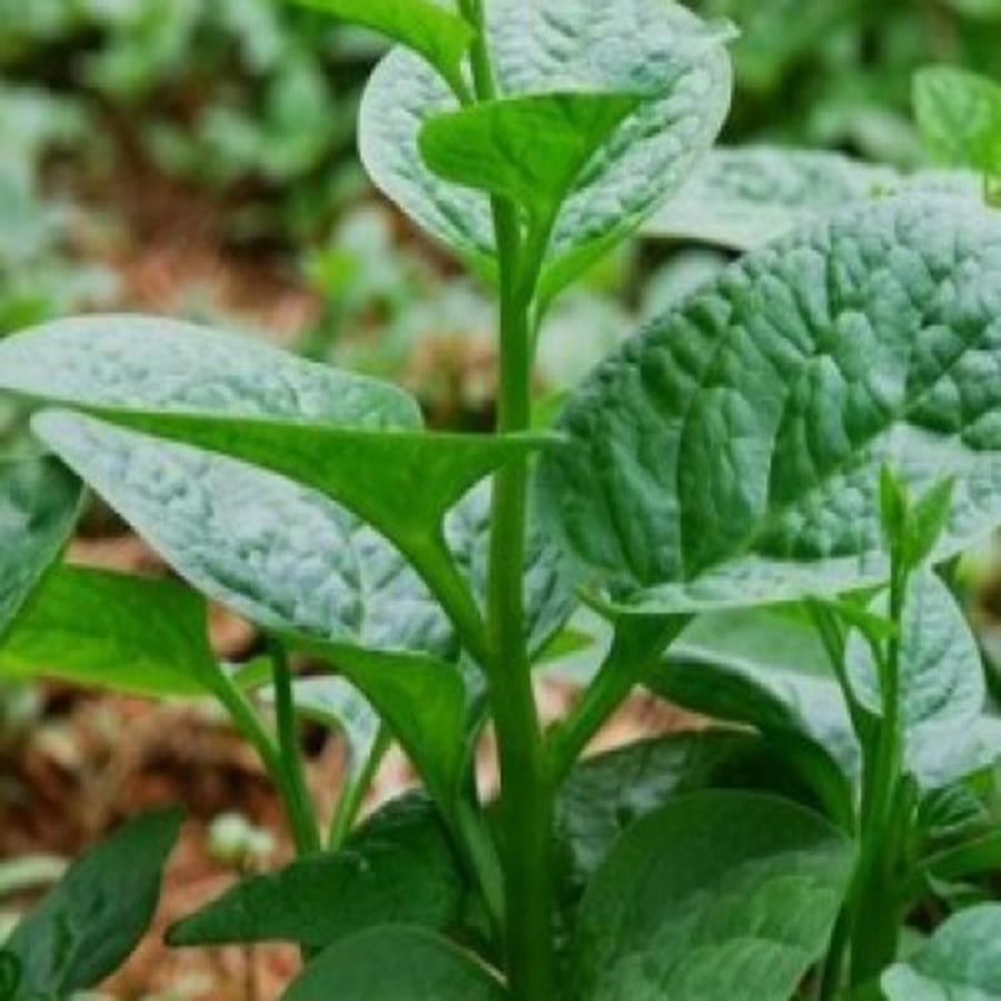 Hạt giống rau mồng tơi cao sản VTS50 | Vạn Tín Store