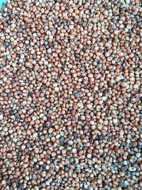 [HCM]Hạt bo bo cho thú cưng gói 500g