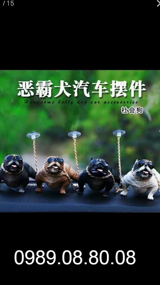 Chó pitpull đặt taplo ô tô