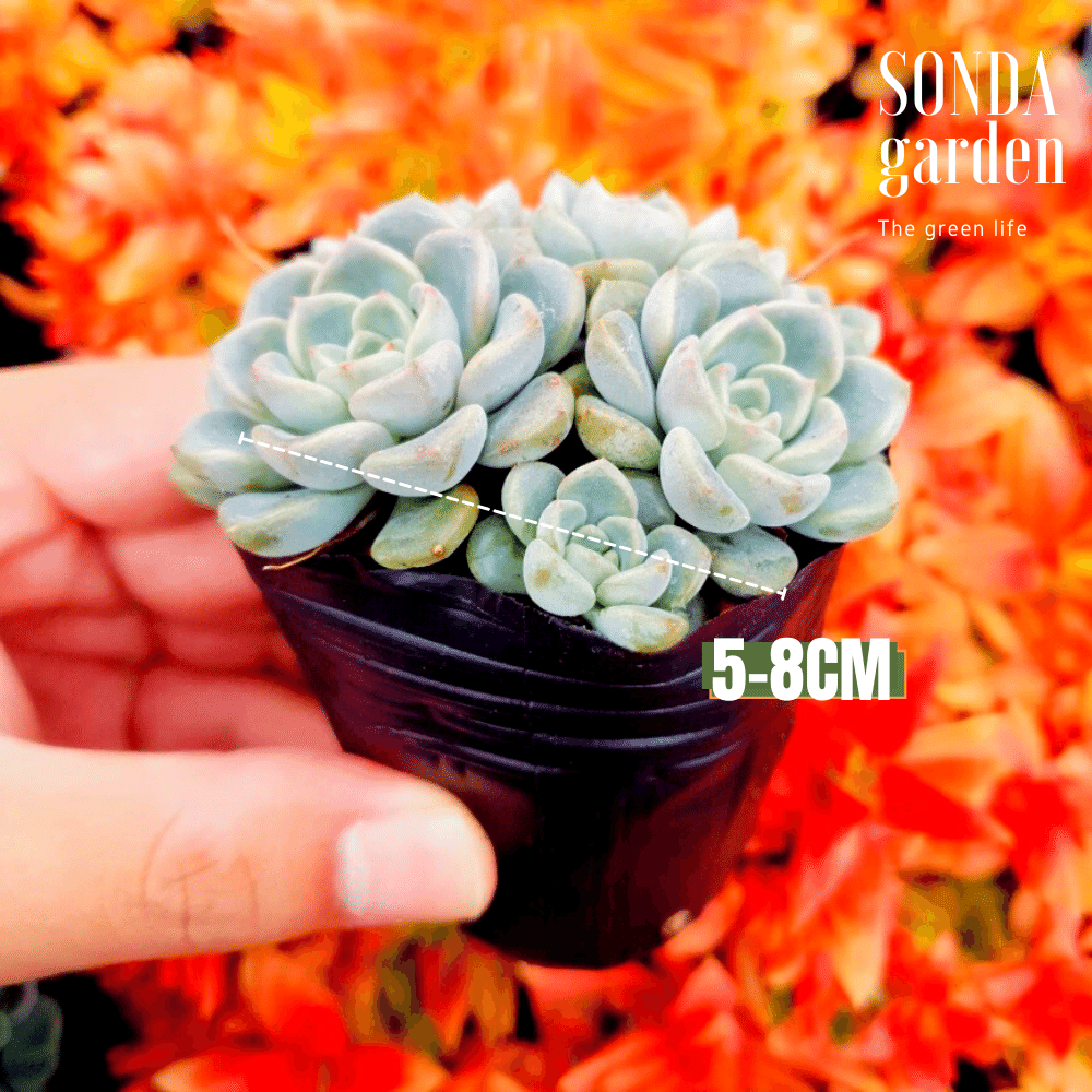 SEN ĐÁ DIỆP HÀ SIZE BÉ SIÊU KHOẺ ĐẸP LỖI 1 ĐỔI 1