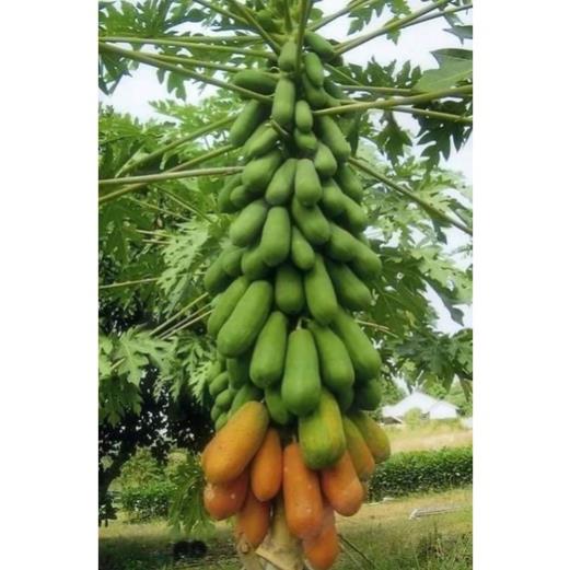 Hạt giống đu đủ lùn siêu trái Hà Lan