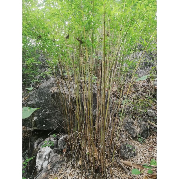 Cây mạy loi, cây loi - trúc siêu thẳng dùng làm lạt buộc, đan lát