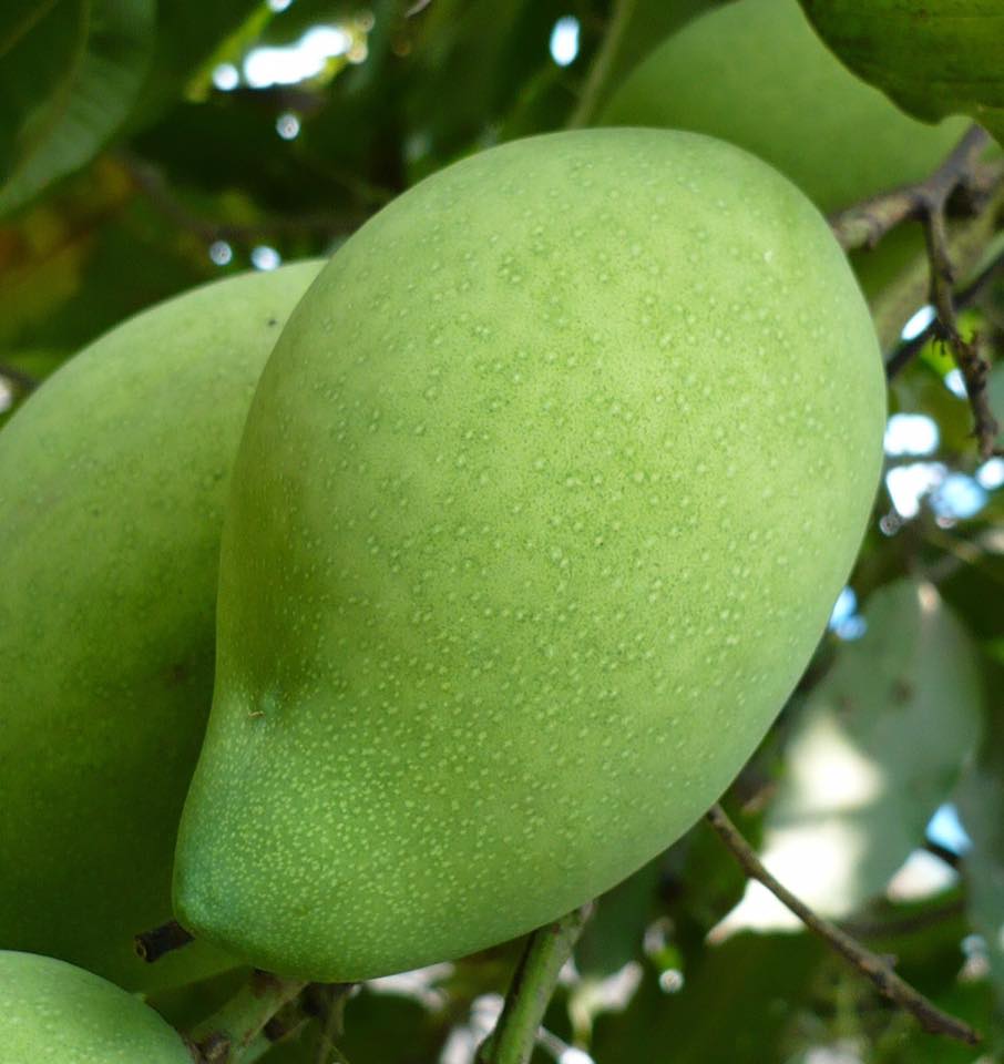 Cây giống xoài khổng lồ