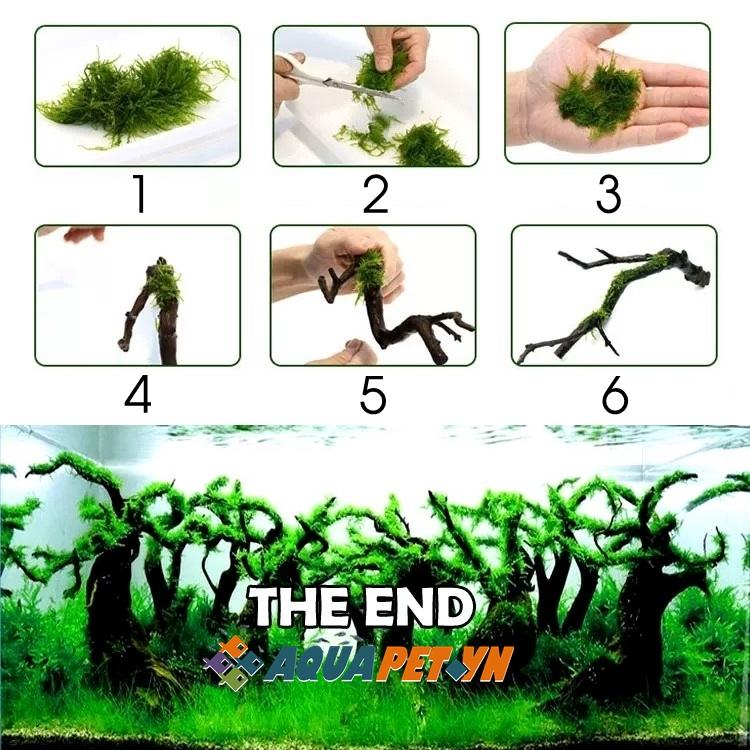 Cước tàng hình buộc rêu, cây thủy sinh