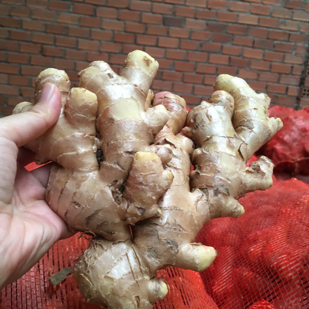 RAU GIA VỊ ĐÀ LẠT - Gừng (1kg)