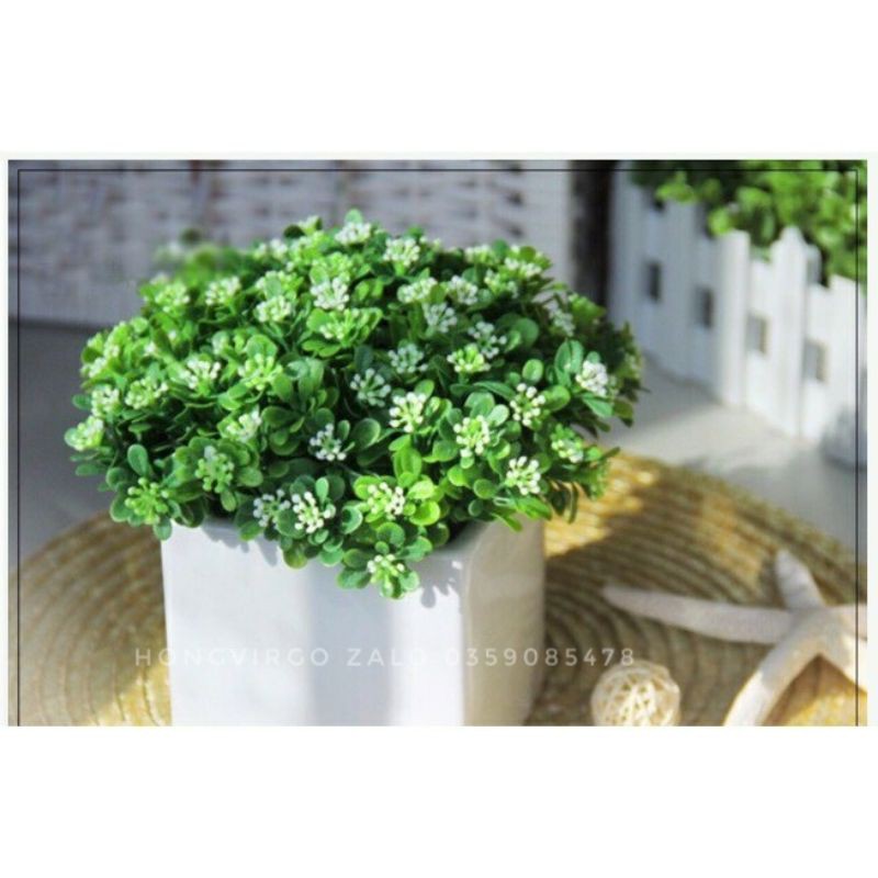 Cụm cỏ ngâu cắm điểm