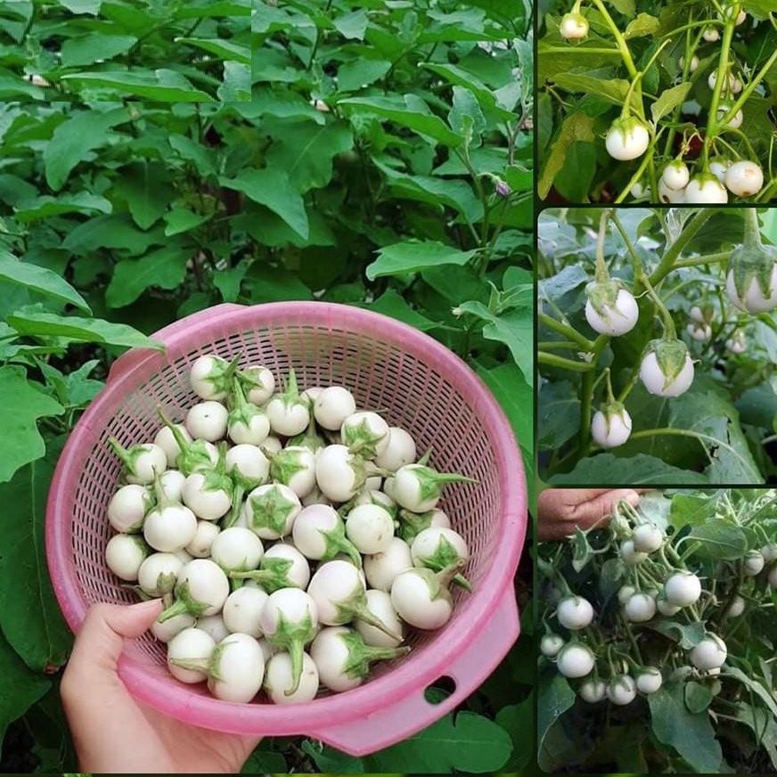 Hạt giống cà pháo trắng cao sản - 2gr/gói