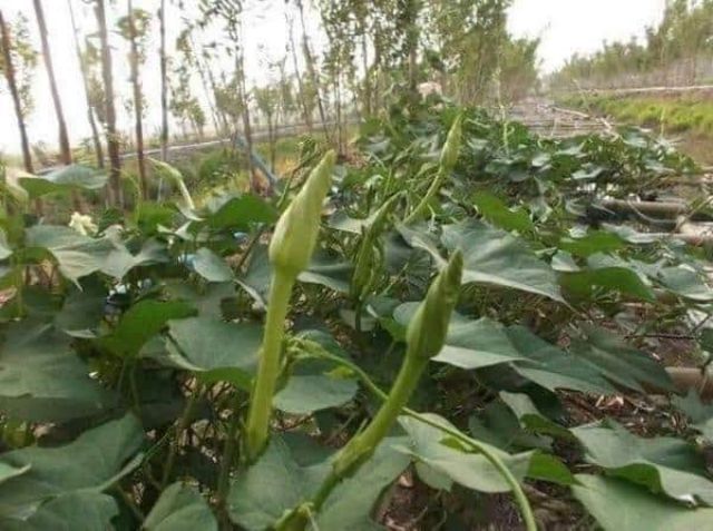 Hạt Giống Rau Chom Chan Thái Lan