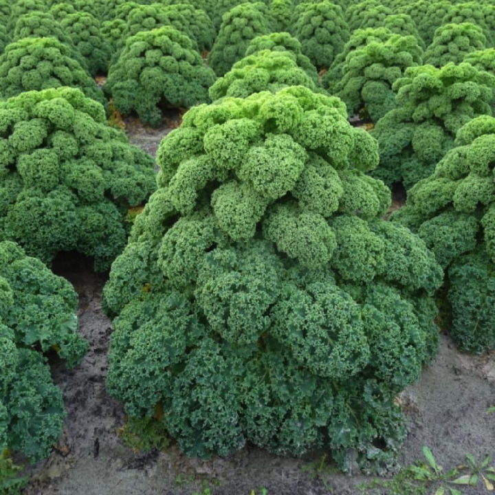 [Hạt giống Mỹ] Hạt giống cải kale Mỹ Oldenbor