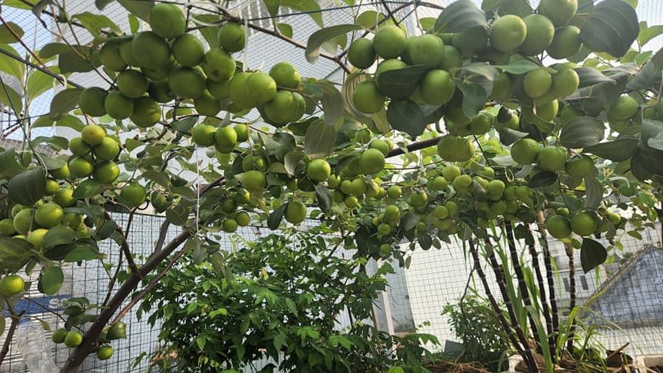 Cây Giống Táo Thái Leo Giàn Ninh Thuận