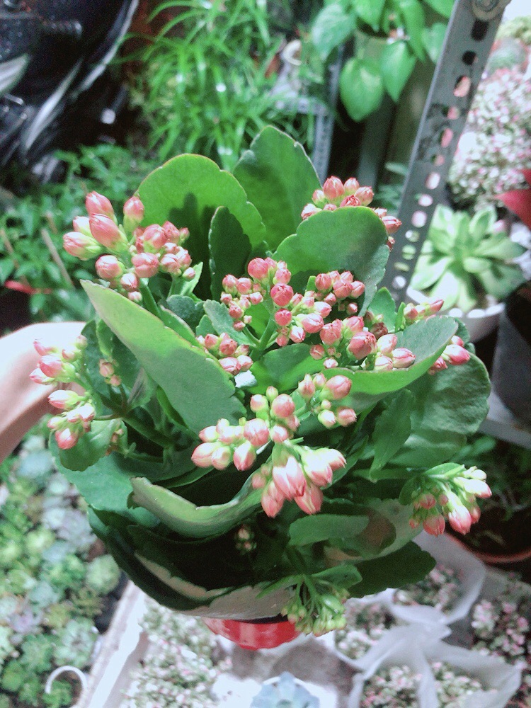 Cây Hoa Sống Đời