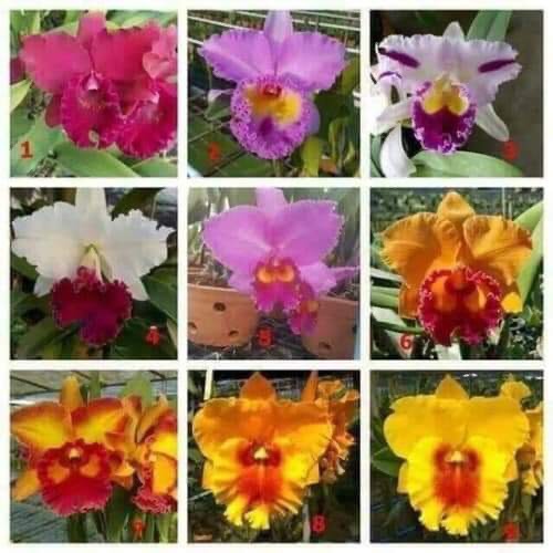 Chậu cây hoa lan Cattleya hoa to hàng cây tơ cho hoa Tết 2021 - Giao cây màu ngẫu nhiên