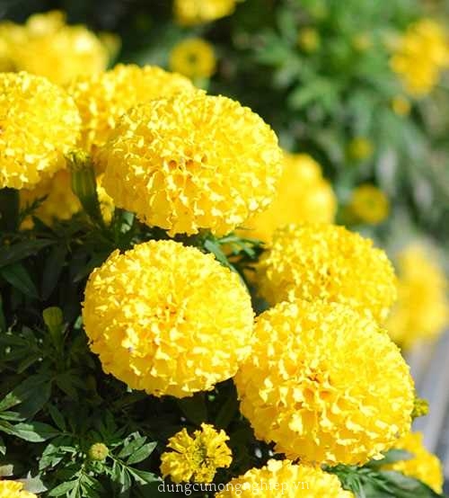 #Hạt_giống cúc vạn thọ vàng