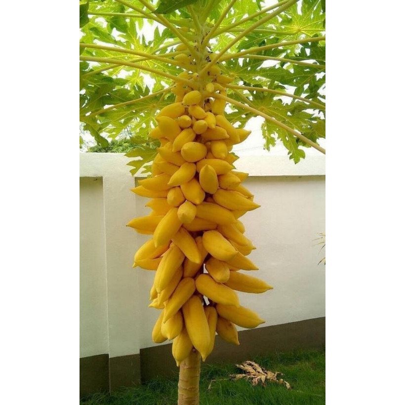RD Đu đủ vỏ vàng Vĩnh Thành (5 hạt)