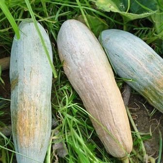 [HCM]10 Hạt giống bí đỏ dài bí sáp