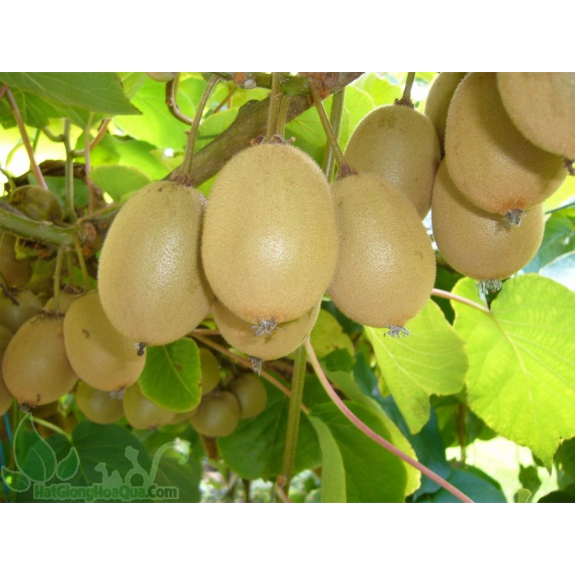 30 Hạt giống Kiwi (tặng Kích nẩy mầm, Hướng dẫn ươm)