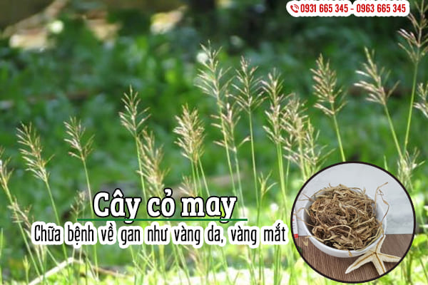 Cây cỏ may sấy khô 100g - công ty tnhh trà thảo dược thanh bình