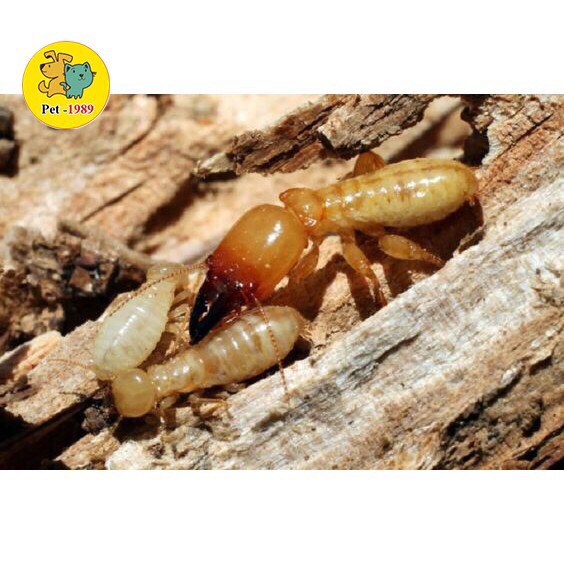 Pmc 90 - 100Gr Powder-Based Termite Killer