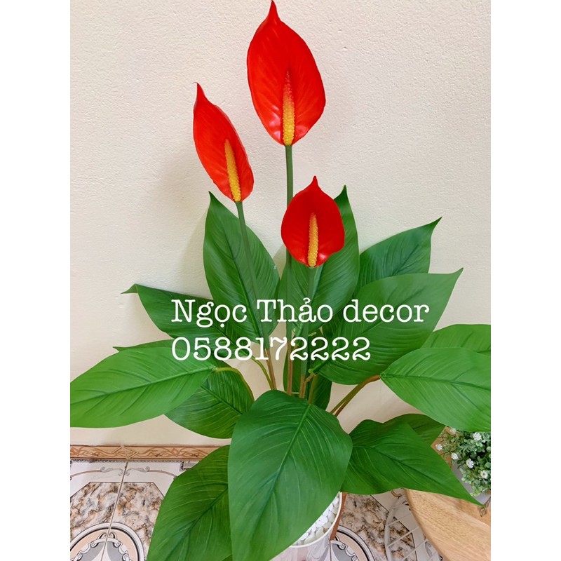 cây lan ý giả