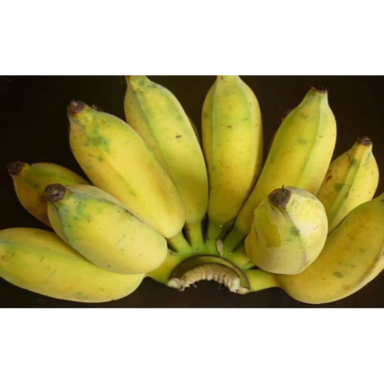 2 Cây giống Chuối Sứ [Hay còn gọi là Chuối Xiêm, chuối Mốc ] (Mới)