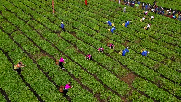 Hồng trà Vinatea 500gr