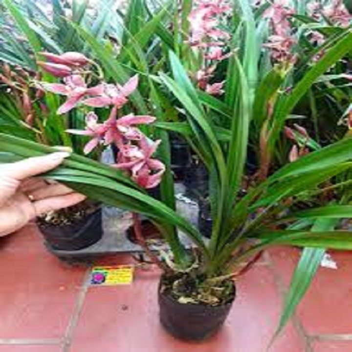 CHẬU ĐỊA LAN CỌP ĐỎ (ĐỊA LAN TIGER, ĐỊA LAN HỔ ĐỎ, ĐỊA LAN CỌP ĐẦU ĐỎ), HOA NỞ CHUẨN TẾT - NCDLCDDNT