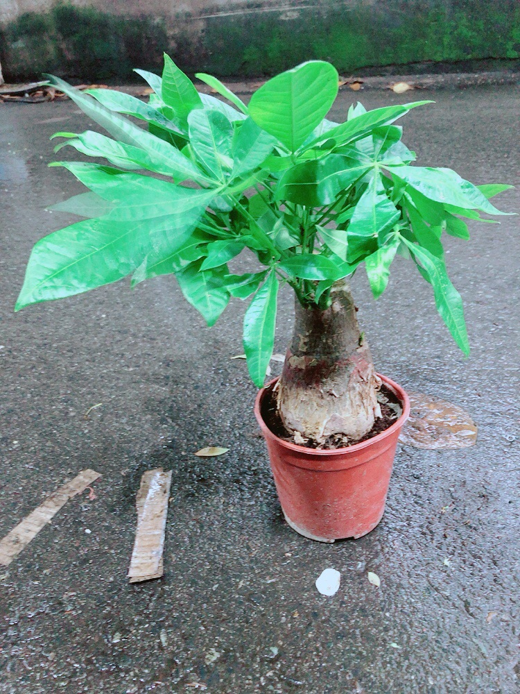 Kim Ngân 1 Thân Lớn