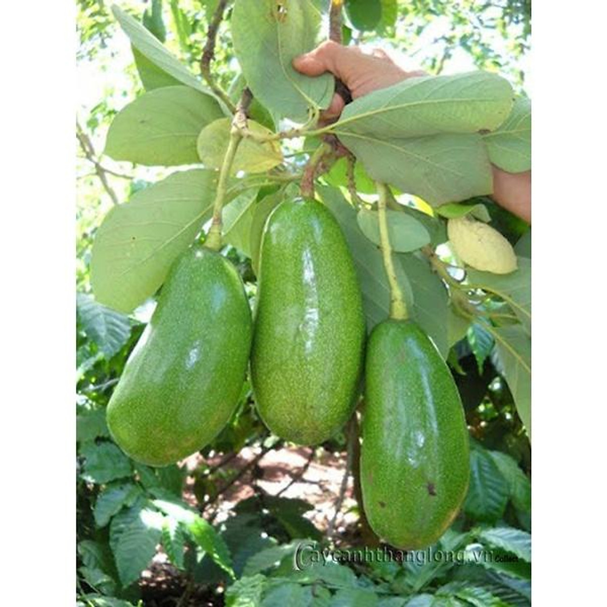 GIỐNG CÂY BƠ SÁP GHÉP 034