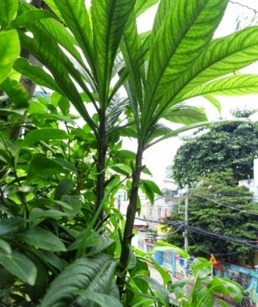 50 hạt giống xương sông