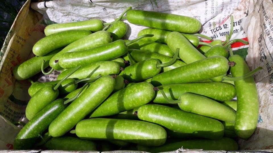 Hạt Giống Bầu Sao F1 Siêu Trái (2gr)
