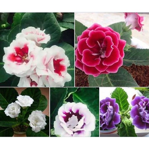 "Gói 5 Hạt " Hạt Giống Hoa Tử Lan Lan Mix Màu
