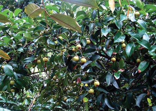 Cây măng cụt giống