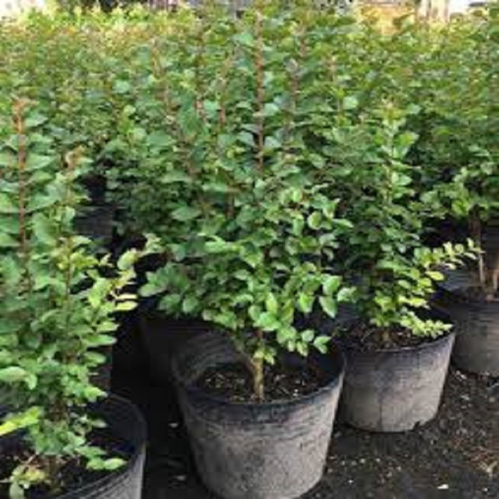 CÂY GIỐNG HOA TƯỜNG VY HUYẾT LONG