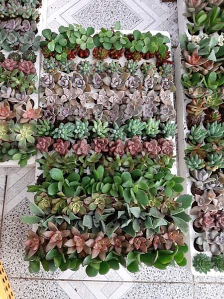 Combo 1 vỉ 100 cây sen đá (16-20 loại) -size vỉ (3-4 cm)