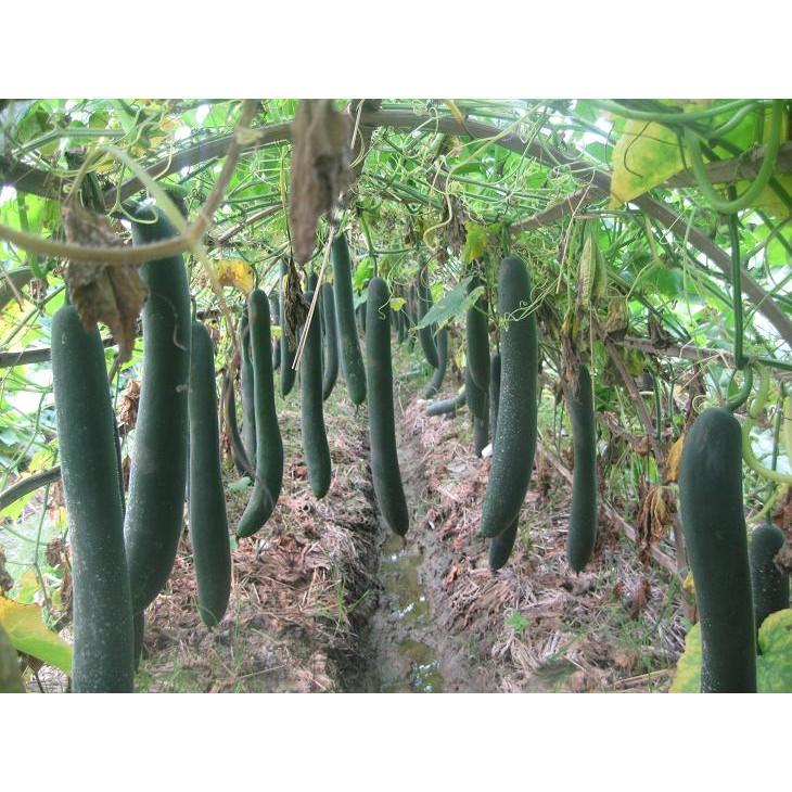 Hạt Giống Bí Đao Xanh Trái Dài F1 JAVA Tỉ Lệ Đậu Trái Cao, Sinh Trưởng Mạnh