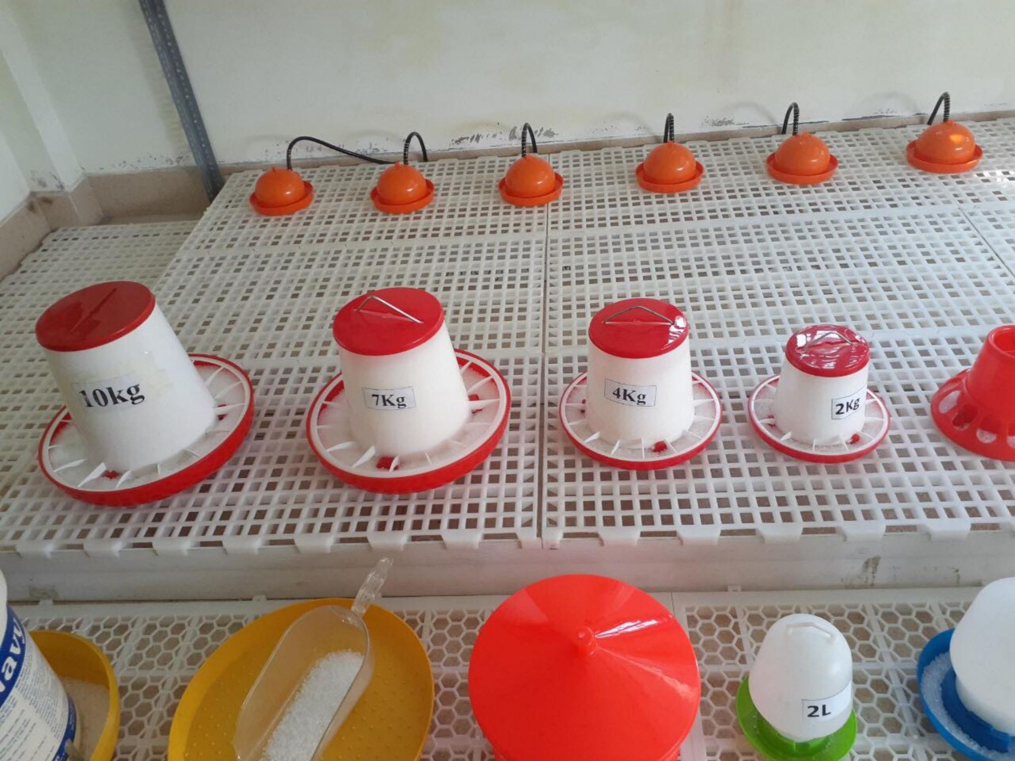 10 cái MÁNG UỐNG CHO CHIM CÚT - GÀ VỊT