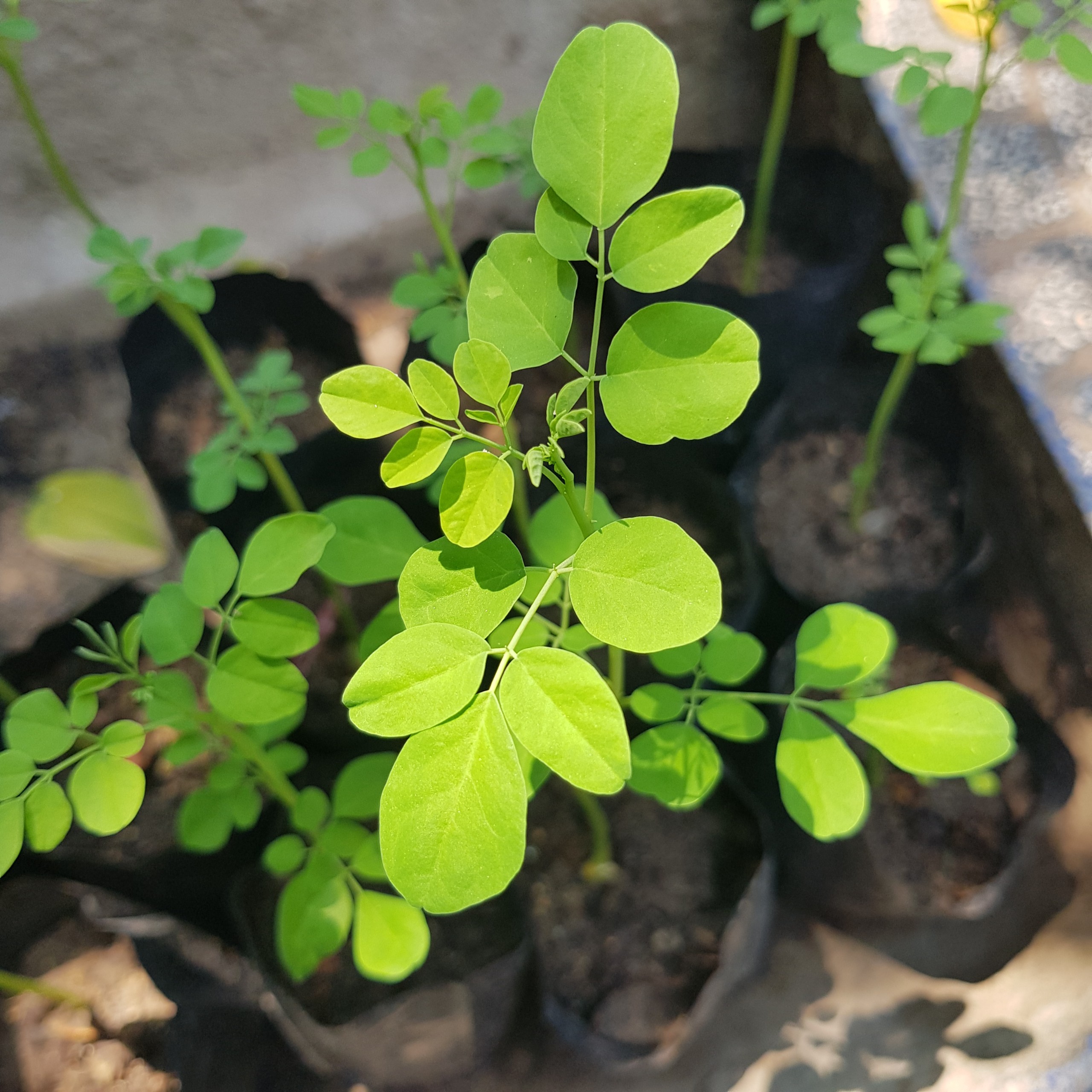 CÂY GIỐNG CHÙM NGÂY