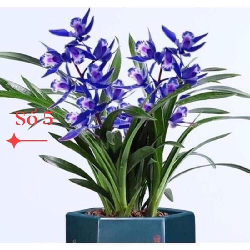 địa lan santo(1cây) hoa Tết