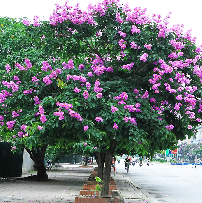 cây giống hoa bằng lăng tím cao 50-70cm