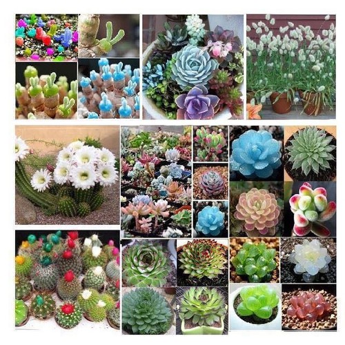 Combo 3 hạt giống cây cảnh mini (tai thỏ 50 hạt+Sen Đá 200 hạt+Xương Rồng mix 20 hạt)